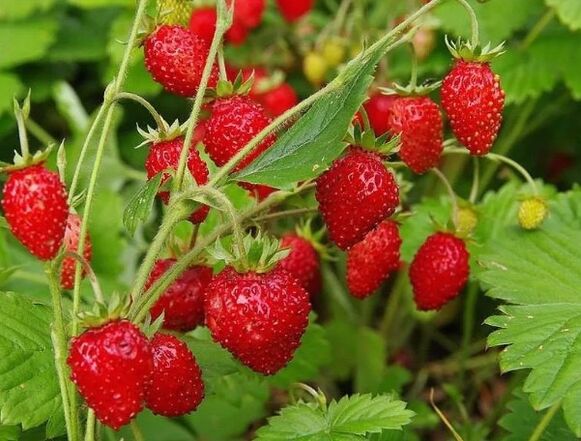 Baies de fraise