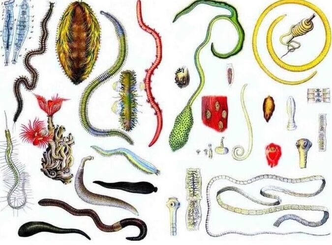 Types de parasites