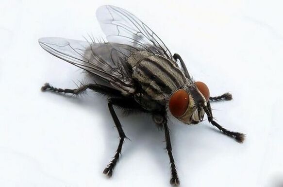 voler comme porteur de parasites humains