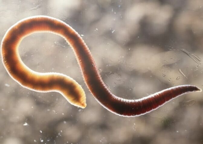 ver parasite du corps humain