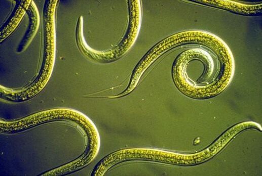 Vers nématodes parasites qui vivent dans l'intestin grêle humain
