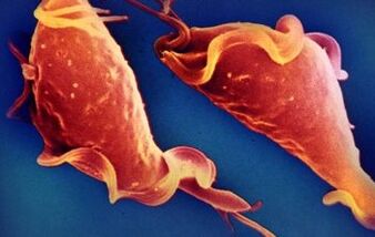 le parasite le plus simple de la trypanostomie chez l'homme